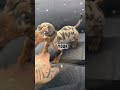 Onze lieve Paco 😍❤️!! #teckel #dachshund #dog #doglove #fyp #shorts #reels #limburg #funny
