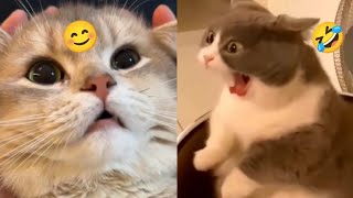 Must watch funny Cat Moments 2 🤣