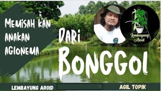 Memisahkan anakan aglonema dari bonggol