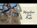 Highlights Phinda - Mountain Lion Pride 6 August 2020