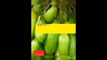 Thumbnail of Cara Mengawetkan belimbing wuluh.ala umi kharisma