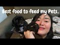 Healthy Dog/Cat Food on a budget | What is Best To Feed Your Cat? Plus Nano Silver