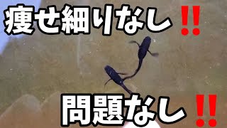 やせ細り無し‼️10年に一度の大寒波前にメダカの様子をチェックします‼️【2ヵ月餌やり無し】安らぎAQUAちゃんねる