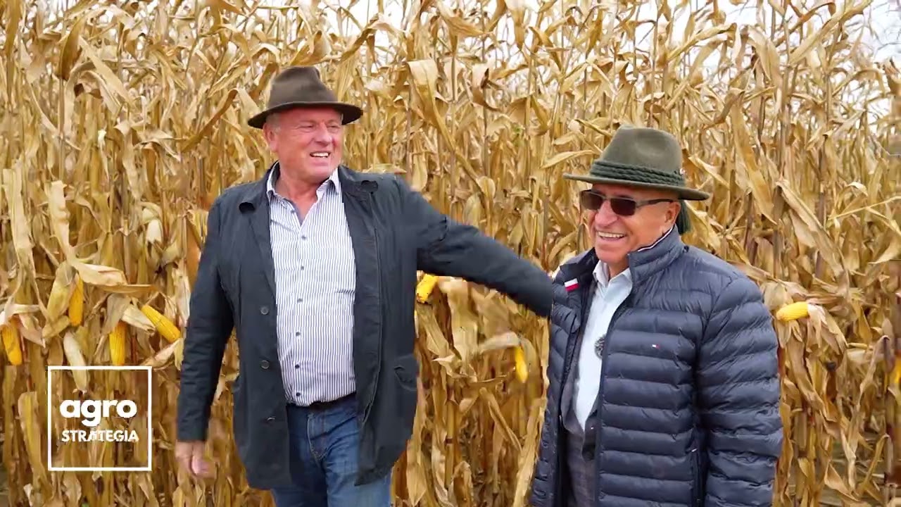 Recoltarea porumbului Corteva în ferma lui Teodor Aflat