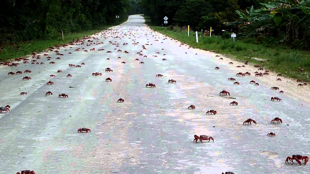 Red crabs crossing road on Christmas Island - YouTube