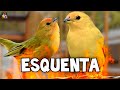 MELHOR ESQUENTA CANÁRIO DA TERRA - Macho e Fêmea LOUCOS !!