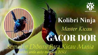 KOLIBRI NINJA GACOR - MAKIN DI BURU PARA KICAU MANIA!!!