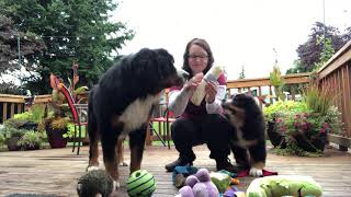 My Favorite Dog Toys and Chews!! I review the toys and dog chews my Bernese love!