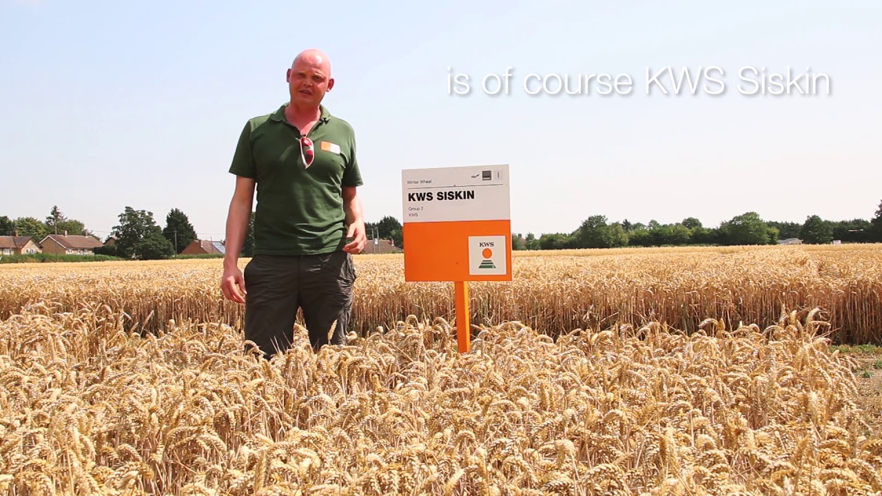 KWS' Eastern Wheat Recommendations for 2019