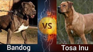 Bandog VS Tosa Inu | Who is more Powerful ? by Shubham Medhekar 1,974 views 1 year ago 3 minutes, 5 seconds