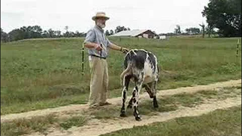 Tillers International Oxen Basics Class