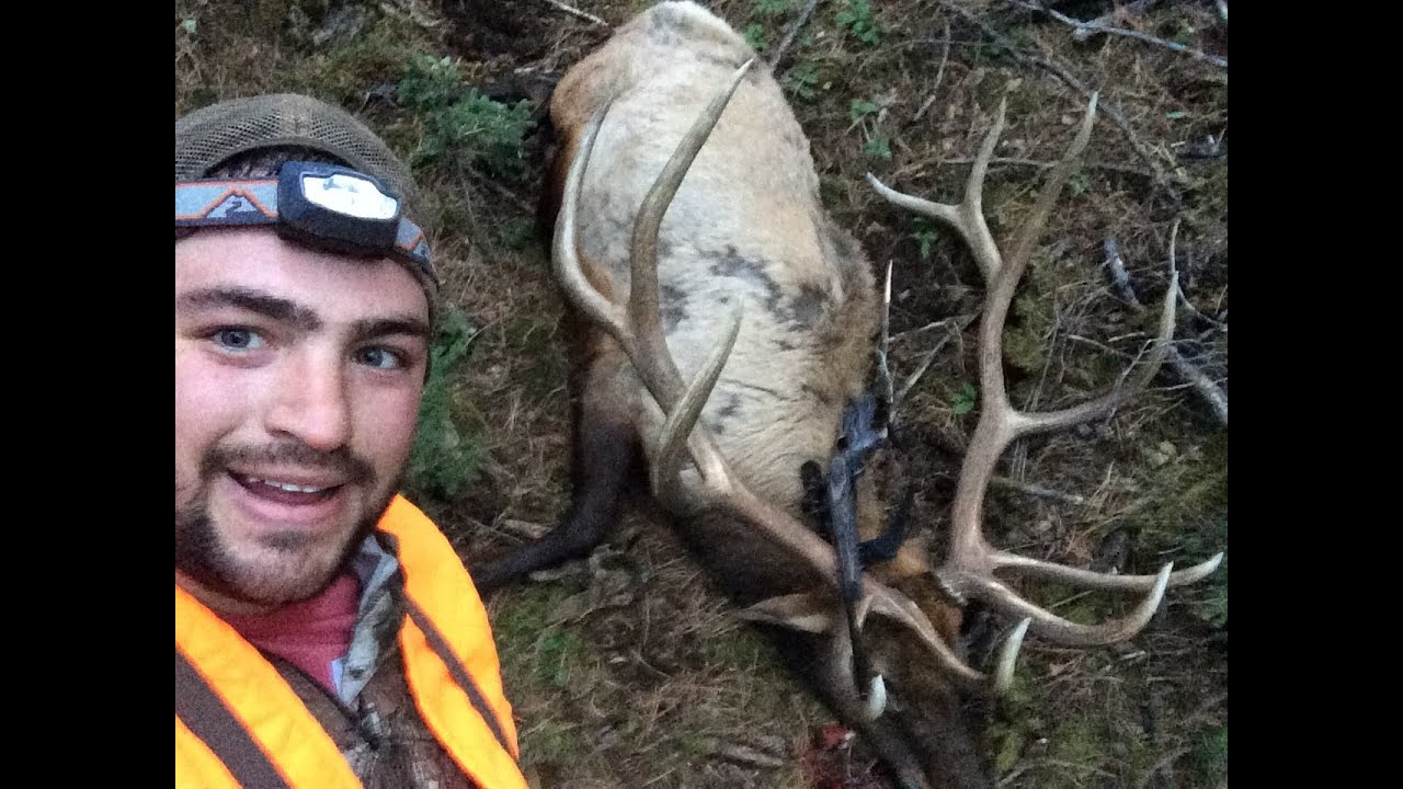 411 Inch gross... Public land nonguided Montana bull elk hunt 2016