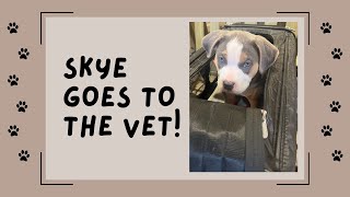 First vet visit with our XL American Bully  Skye