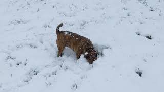 Playing In The Snow 1226