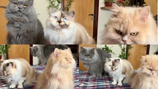 My cats pose for treats | Cute Cats video #catvideos #catvlogs