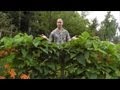 How to Create a Living Fence by Bill Inman Art