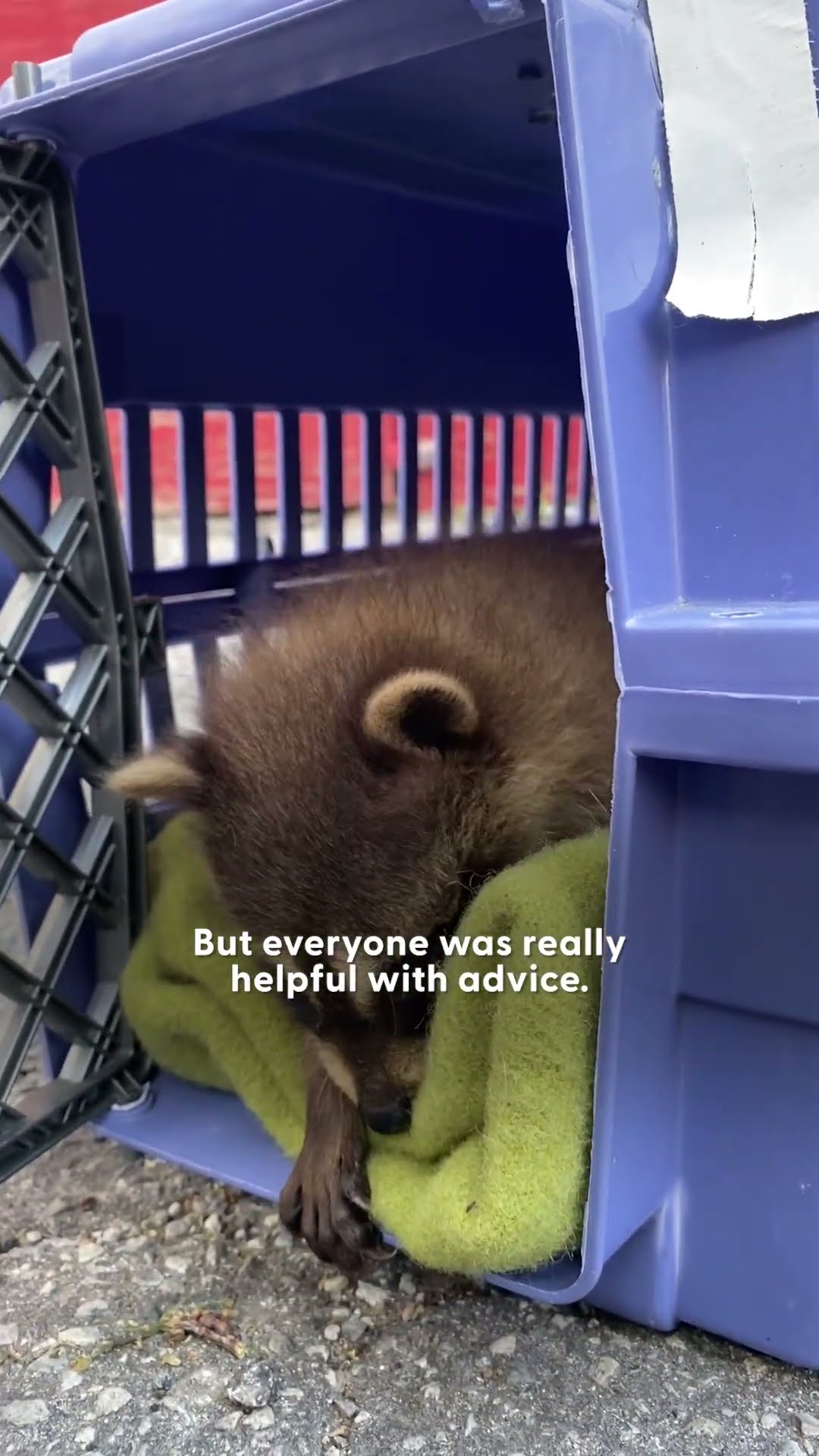 Baby Raccoons Climb All Over Their Rescuer | The Dodo