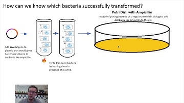 Genetic Engineering (Bacteria)