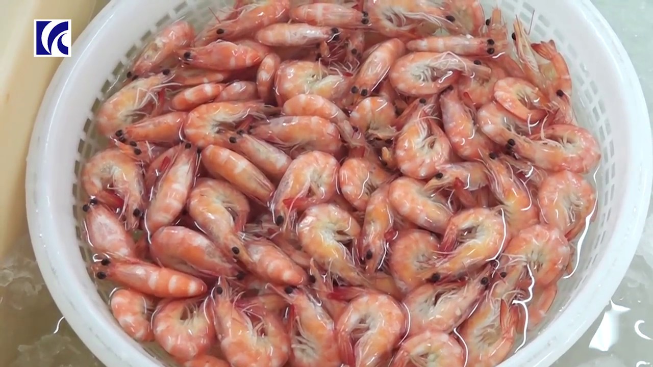 ベトナム バナメイエビ編 Youtube