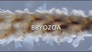 Bryozoa