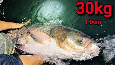 Cá Rừng Quá Lớn Chịu Không Nổi Rồi 30kg 1 Đêm fishing and cooking in the wuôds P1