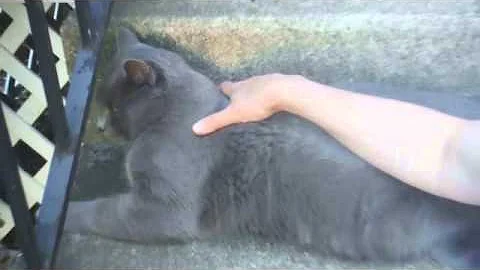 Watch the video about Mosby, The "Gray Ghost" cat, 2014/06/14