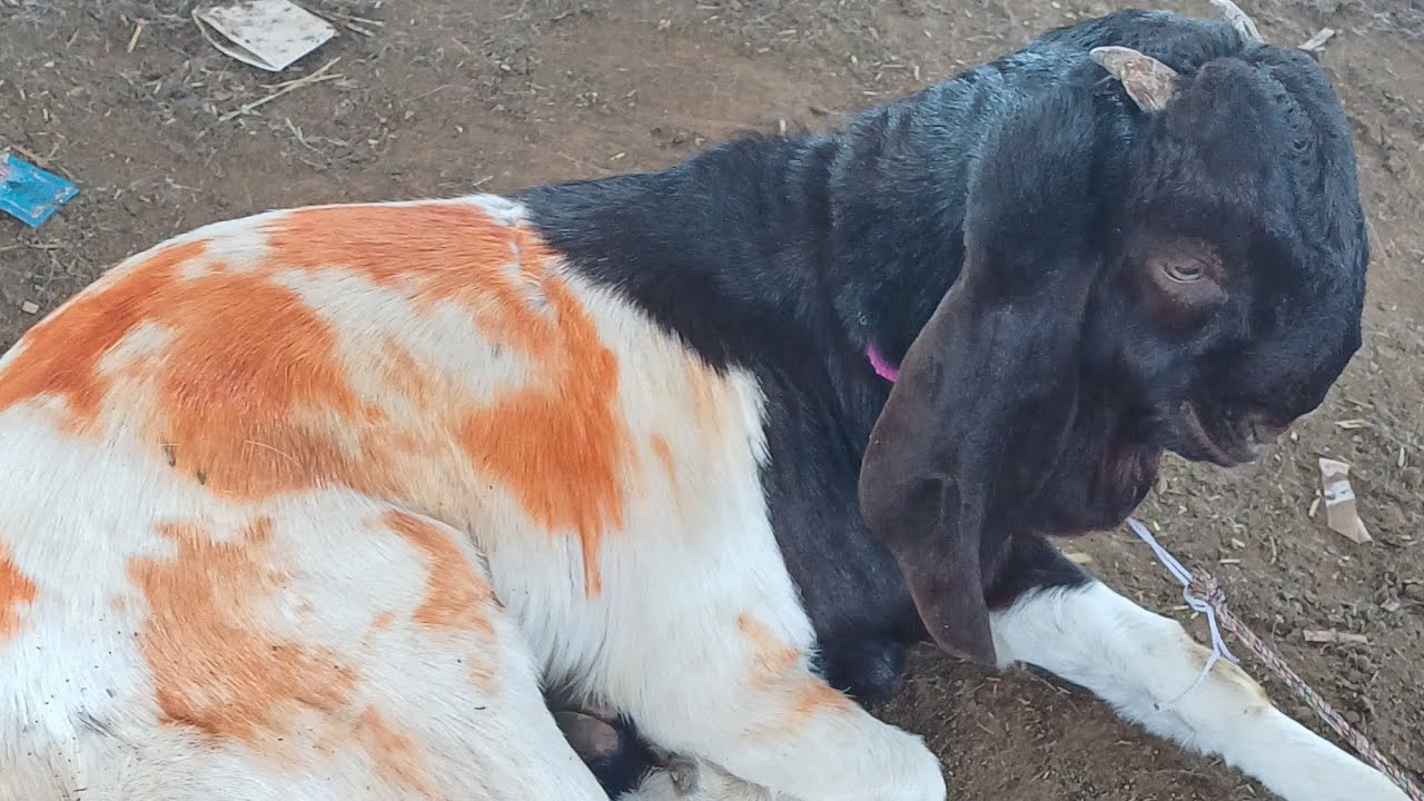 Balahedi Bakra Mandi || live update 17/03/25