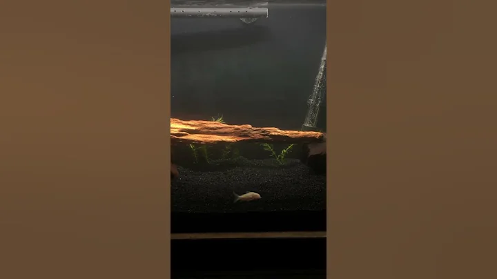 Happy Cory Cats #shorts #corycats #corydoras #trop...