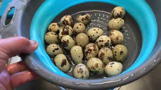 How to Properly Clean, Crack, and Use Quail Eggs