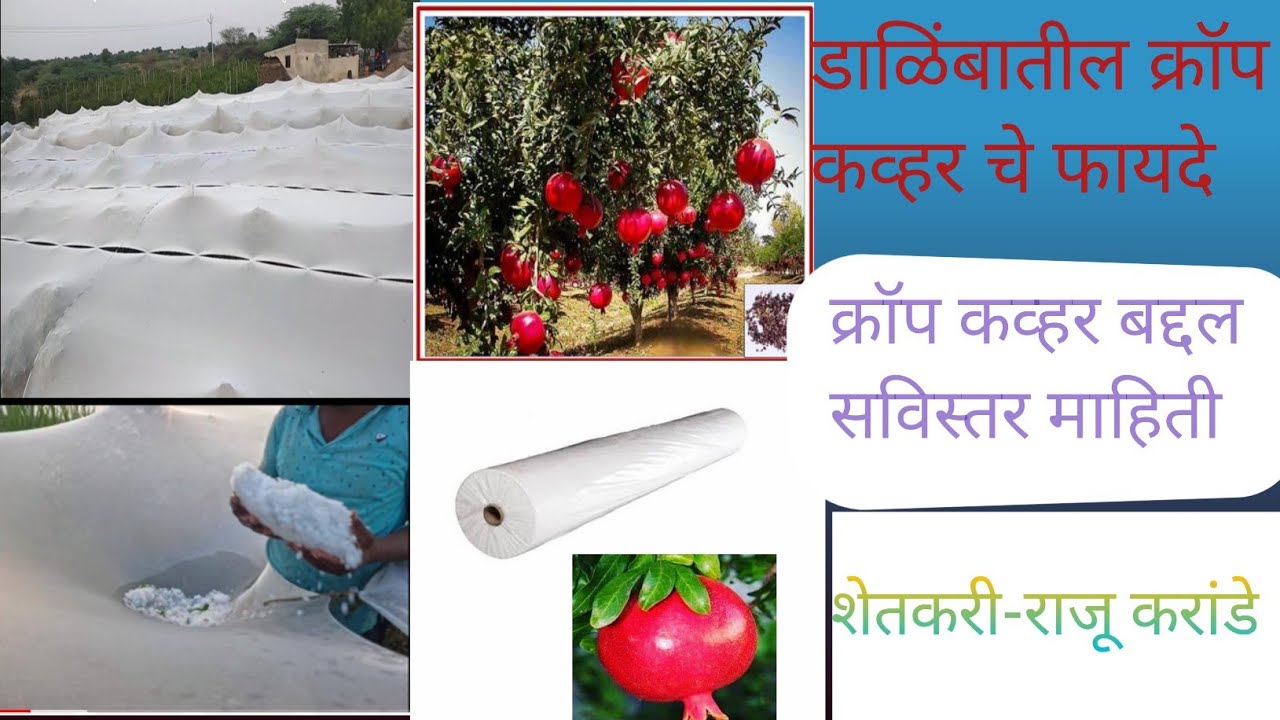 डाळिबातिल क्रॉप कव्हरचे फायदे अनार में क्रॉपकव्हर के फायदे crop cover for pomegranate/horticultural