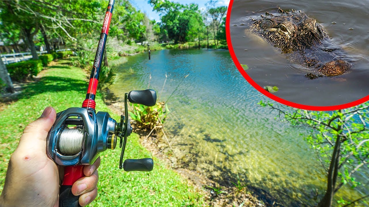 bass fishing at night Shore Fishing ALLIGATOR INFESTED Pond!!!