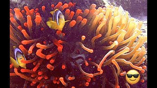 Diving Sacha Abu Galawa / Red Sea, Hurghada: with THE DEE'S by KandU.letsgo 118 views 3 years ago 4 minutes, 33 seconds