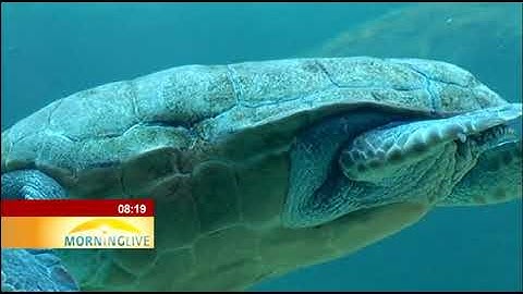 The survival story of Yoshi