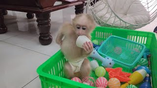 Baby Monkey SUGAR Plays Toys Enthusiastically After Lunch
