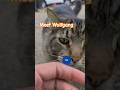 🐯Cat act like a dog #onmypath #cat #animals #pets #cats #dog