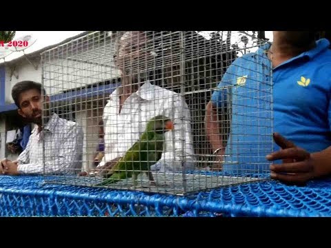 TALKING PARROT MADNA || GALIFF STREET BIRD MARKET KOLKATA || JUNE 2017 VISIT TALKING PARROT MADNA || GALIFF STREET BIRD MARKET KOLKATA || JUNE 2017 VISIT