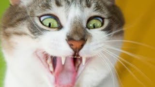 Cilgin Köpek Ve Kedileri Best Top 2021