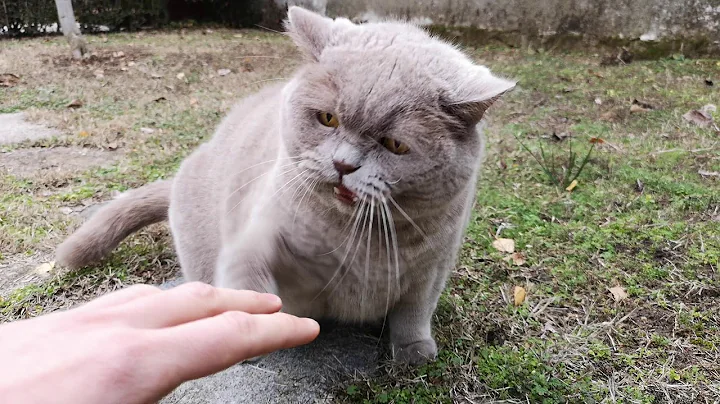 Tobby