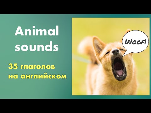 How to say BARK, MEOW, OINK, and more in English. Animal sounds in English