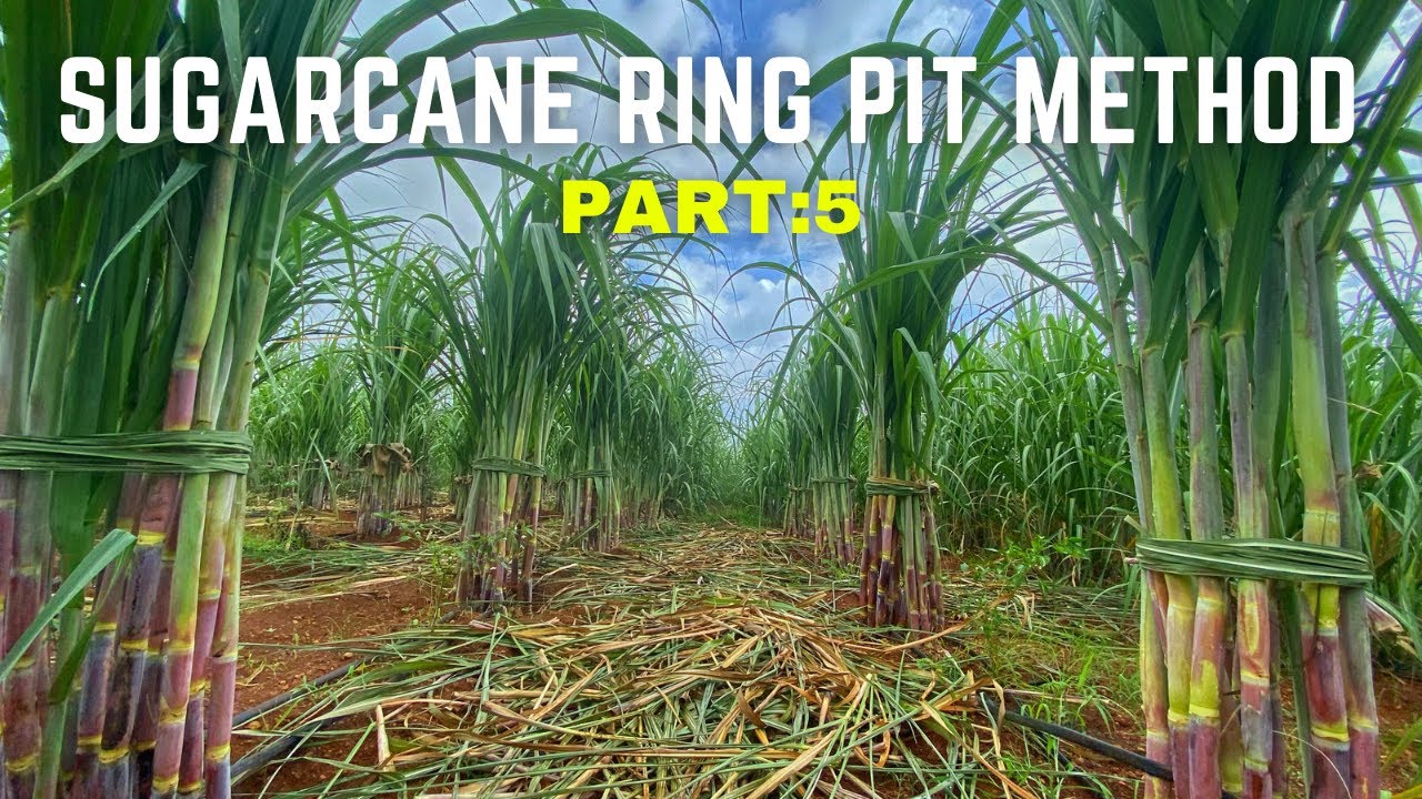 पाचट आच्छादनाचे फायदे काय आहेत?|Sugarcane Trash Mulching Benefits