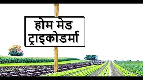 Home Made Trichoderma | घर का बनाए ट्राइकोडर्मा | आसान, सस्ता और बेहतर