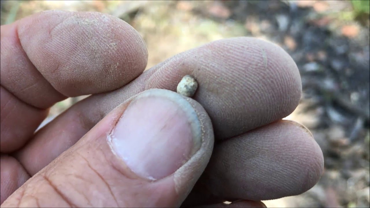 Gold detecting in the Golden Triangle Area in Victoria Goldfields