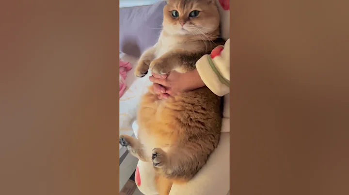 Watch the video about What do cats really want?