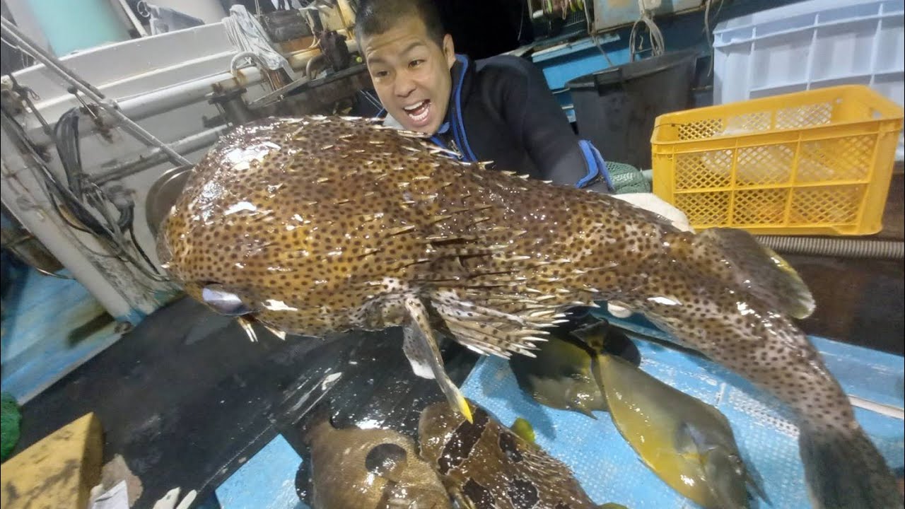 お魚ボックス販売用の魚をとりに行ったら、規格外サイズの巨大ハリセンボンが現れた！近くに、5kg超えのハタも、、、