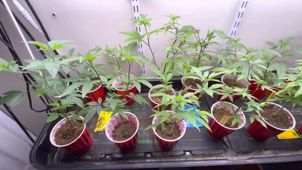 Luxx clone lights on 18hrs