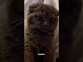 Cute cat dance 😺 #reels #cat #catvideos #funnycatvideos #shorts #trendingshorts #ytcat #funny #cute