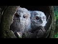 Tawny Owlets First Peeks Outside Nest  | Luna &amp; Bomber | Wild Lives | Robert E Fuller