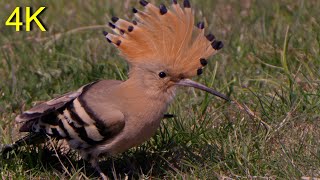 Wiedehopf Futter suchend  -- Hoopoe looking for food