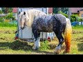 Targ de cai 2019 cu cai de vanzare de la Tășnad, Satu Mare