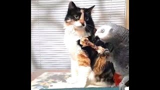 The Beautiful Panky Cat Eats Chicken In The Company Of The Parrot Leeloo. Part 1.